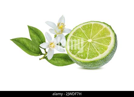 Citron vert frais et fleur de lime isolée sur fond blanc. Agrumes et fruits tropicaux Banque D'Images