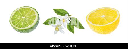 Citron vert frais et citron isolé sur fond blanc. Agrumes et fruits tropicaux Banque D'Images