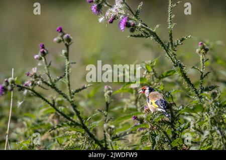 Gros plan d'un égolin adulte (Carduelis carduelis) perché sur une plante de chardon commun au soleil, Yorkshire, Royaume-Uni Banque D'Images