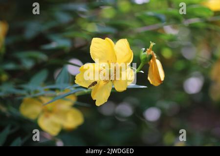 Rose de la fleur jaune de Sharon en gros plan Banque D'Images