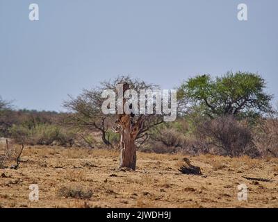 Un troupeau de vautours assis sur un arbre mort dans le parc national d'Etosha en Namibie Banque D'Images