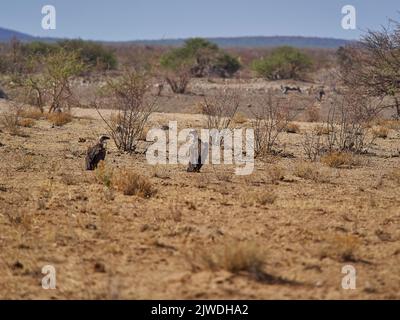 Un troupeau de vautours assis au sol dans le parc national d'Etosha en Namibie Banque D'Images