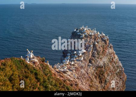 Gantets du Nord (Morus bassanus) sur la falaise Helgoland, île de haute mer Heligoland, île de grès rouge, Mer du Nord, Schleswig-Holstein, Allemagne Banque D'Images