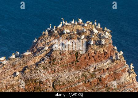 Gantets du Nord (Morus bassanus) sur la falaise Helgoland, île de haute mer Heligoland, île de grès rouge, Mer du Nord, Schleswig-Holstein, Allemagne Banque D'Images