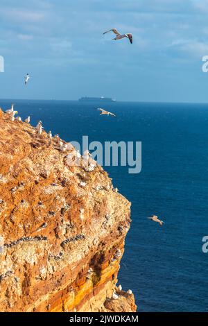 Gantets du Nord (Morus bassanus) sur la falaise Helgoland, île de haute mer Heligoland, île de grès rouge, Mer du Nord, Schleswig-Holstein, Allemagne Banque D'Images