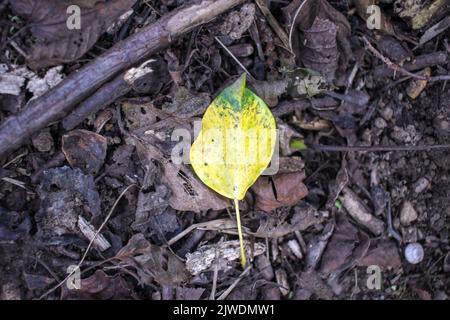 J'ai trouvé différentes feuilles d'automne dans le chemin Banque D'Images