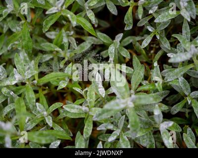 Neige dans les feuilles de plantes d'été, photo en gros plan d'un arbuste dans le jardin extérieur Banque D'Images