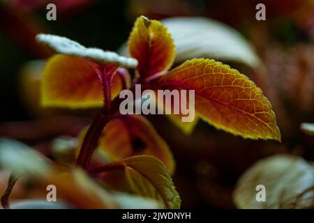 moon valley plante ou pilea mollis feuille rouge. deep moody couleurs de la saison d'automne Banque D'Images