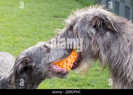 chien de chasse écossais adulte jouant avec le bébé chien de chasse écossais (soupirs) Banque D'Images