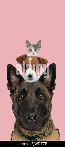 photo du joli berger belge malinois avec jack russell terrier et chat métis derrière en face d'un fond rose en studio Banque D'Images