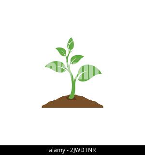 vecteur d'icône de plante. motif de croissance des feuilles. Icône de vecteur de semences et d'ensemencement. Logo de plante ou d'arbre à motif plat. Illustration vectorielle Illustration de Vecteur