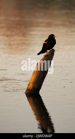 Photo verticale d'un blackbird à ailes rouges perché sur du bois dans un lac Banque D'Images