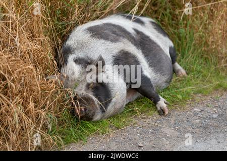 Un cochon domestique noir et blanc endormi sur le côté d'une voie. Banque D'Images