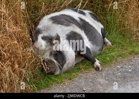 Un cochon domestique noir et blanc endormi sur le côté d'une voie. Banque D'Images