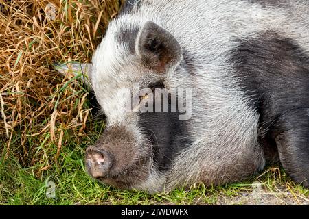 Un cochon domestique noir et blanc endormi sur le côté d'une voie. Banque D'Images