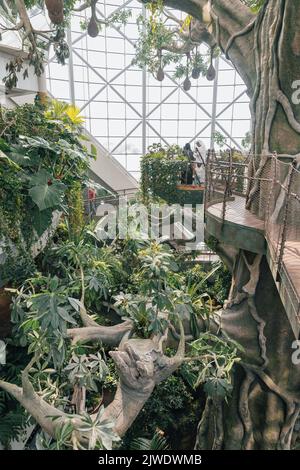 Dubaï, Émirats Arabes Unis, 8 octobre 2016 : la planète verte Dubaï - environnement intérieur de forêt tropicale avec oiseaux, animaux et plantes tropicaux Banque D'Images