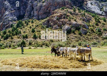 Le 27 août 2016, Un garçon guide les ânes qui marchent sur le foin répandu près du lac Iskanderkul au Tadjikistan Banque D'Images