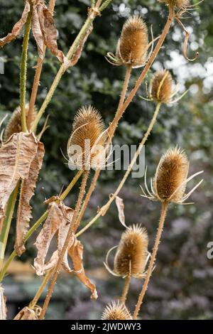 Têtes de semis de Dipsacus fullonum (cuillère à café commune). Banque D'Images