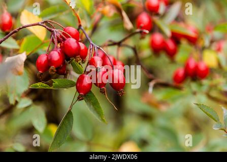 Baies de rosehip (rose chien) à la fin de l'été. Banque D'Images