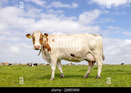 Vache laitière debout sur l'herbe verte dans un pâturage et un ciel bleu, vue latérale sur la longueur de la rousse ronde brun rouge Banque D'Images