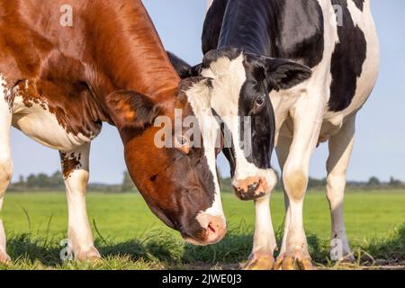 Les vaches aiment, 2 têtes en cuddling jouées ensemble dans un pâturage, la diversité de couleurs sous un ciel bleu Banque D'Images