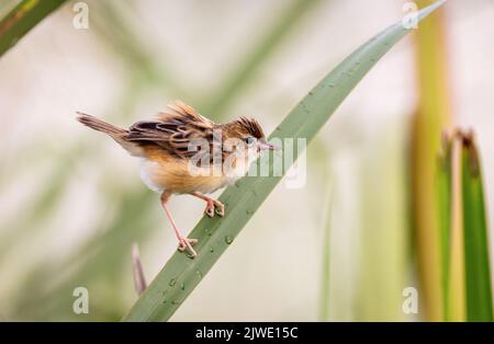 Zitting cisticola ou fantail warbler strié. Banque D'Images