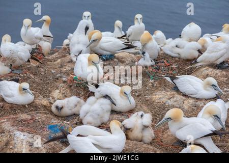 Gantets du Nord (Morus bassanus) sur la falaise Helgoland, île de haute mer Heligoland, nid avec des oiseaux marins, Mer du Nord, Schleswig-Holstein, Allemagne du Nord Banque D'Images