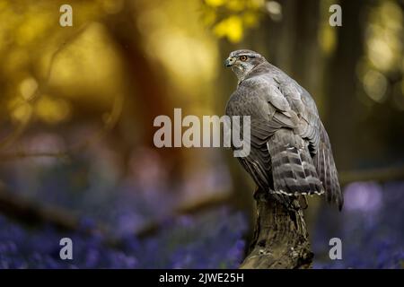 Un gros plan d'un pohawk du nord perché sur une branche d'arbre. Banque D'Images