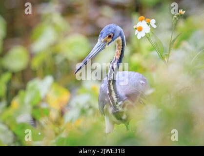 Petit héron bleu dans les fleurs de printemps de floride Banque D'Images