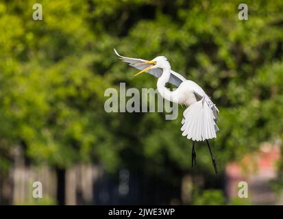 White Egret arrive pour un atterrissage Banque D'Images