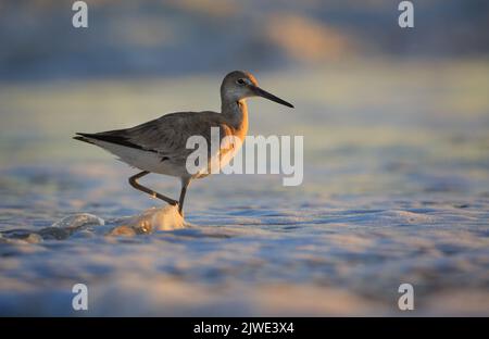 Willet (Tringa semipalmata) marche en eau peu profonde Banque D'Images