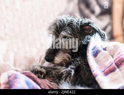 Portrait d'un chien âgé de race mixte avec un terrier de bedlington après avoir lavé les chiens avec de la fourrure humide dans une serviette Banque D'Images