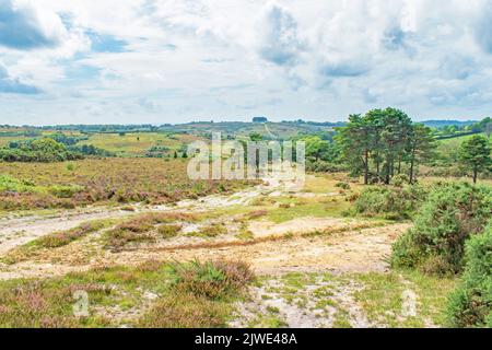 Ashdown Forest England une vue le long de la piste et de la lande en passant devant les arbres à amis Clump lors d'une journée d'été couvert Banque D'Images