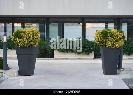 Arbuste ornemental d'Euonymus fortunei dans un grand pot sur le sol Banque D'Images