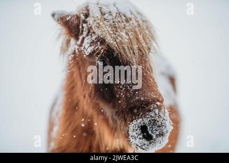 Gros plan d'un cheval miniature couvert de neige, États-Unis Banque D'Images