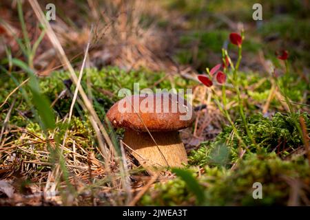 Saison des champignons porcini pousse dans le jour ensoleillé automne ramasser les champignons. Une alimentation végétarienne saine qui grandit dans la nature. Plantes biologiques en bois Banque D'Images