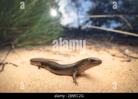 Le lézard à langue bleue mince (Cyclodomorphus melanops) de spinifex dans un habitat de mallée sablonneux, en Australie Banque D'Images