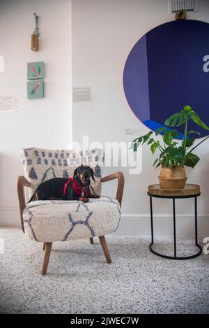 Nigel le chien de saucisse dans L'ESPACE de COWORKING à Brighton Banque D'Images