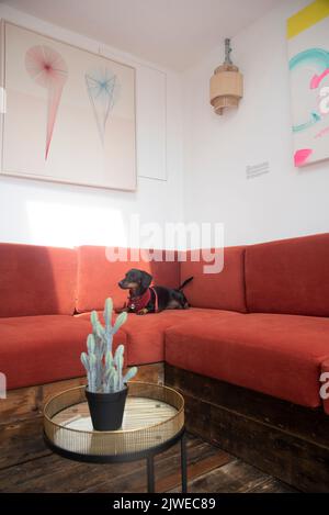 Nigel le chien de saucisse dans L'ESPACE de COWORKING à Brighton Banque D'Images