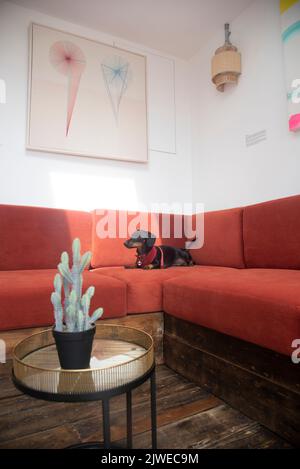 Nigel le chien de saucisse dans L'ESPACE de COWORKING à Brighton Banque D'Images