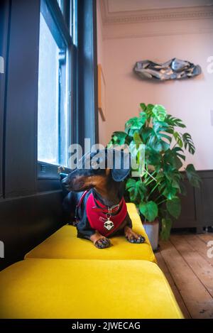 Nigel le chien de saucisse dans L'ESPACE de COWORKING à Brighton Banque D'Images