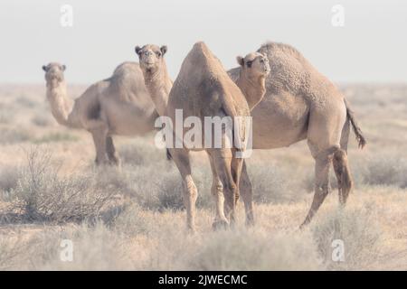 Trois chameaux dromadaires sauvages (Camelus dromedarius) dans l'habitat du broussailles, Australie méridionale, Australie Banque D'Images