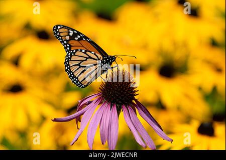 Un monarque papillon, Danaus plexippus, pollinisant une fleur conique pourpre dans un jardin dans le spéculeur, NY USA avec un fond jaune vif Rudbeckia. Banque D'Images