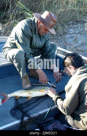 Père et fils enlevant un crochet d'un poisson tigre dans un bateau, delta d'Okavango, Botswana Banque D'Images