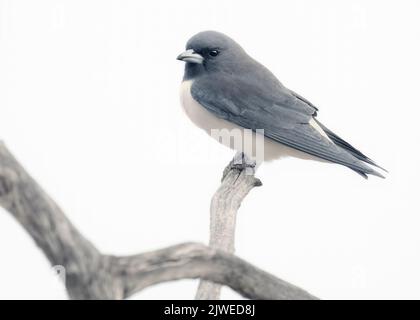 Gros plan d'une hirondelle à la poitrine blanche (Artamus leucorynchus) perchée sur une branche, Australie méridionale, Australie Banque D'Images