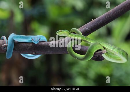 Bleu insularis et vert Trimeresurus albolabris serpents sur une branche, Indonésie Banque D'Images