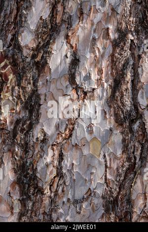 Écorce de pin autrichien ou de pin noir 'Pinus nigra'. Gros plan de tronc en bois texturé rugueux. Arrière-plan vertical nature. Dublin, Irlande Banque D'Images
