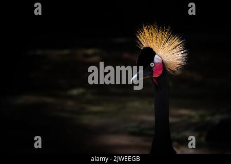 Portrait d'un oiseau de grue couronné, Indonésie Banque D'Images