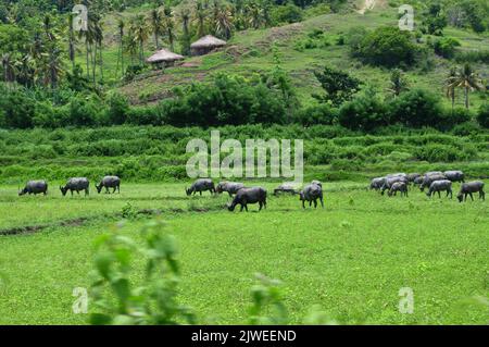 Troupeau de bisons dans un champ, île de Sumba, Indonésie Banque D'Images