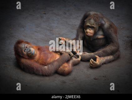 Deux orangs-outangs assis sur le terrain, Bornéo, Indonésie Banque D'Images
